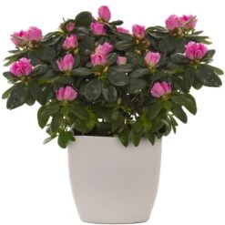 Azalea Indica - Pink