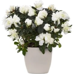 Azalea Indica - White