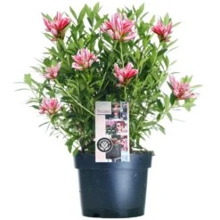 Azalea Japonica Pink Spider (2L)