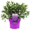 Azalea Japonica Purple (2L)