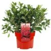 Azalea Japonica Red (2L)