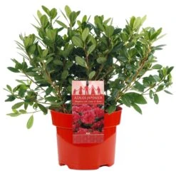 Azalea Japonica Red (2L)