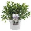 Azalea Japonica White (2L)