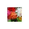 Azalea Mix (9cm, Pack Of 6)