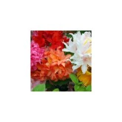 Azalea Mix (9cm, Pack Of 6)
