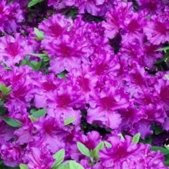 Azalea Purple (9cm, Pack Of 2)