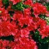 Azalea Red (9cm, Pack Of 2)