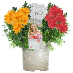 Azalea Tricolour - White, Red & Orange (5L)