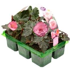Basket Plants - Begonia Mocca Pink (6 Pack)