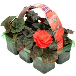 Basket Plants - Begonia Mocca Scarlet Red (6 Pack)