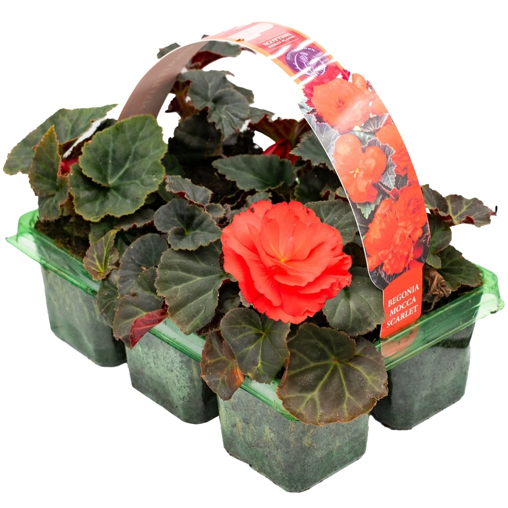 Basket Plants - Begonia Mocca Scarlet Red (6 Pack) 1 Basket Plants - Begonia Mocca Scarlet Red (6 Pack)