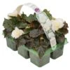 Basket Plants - Begonia Mocca White (6 Pack)