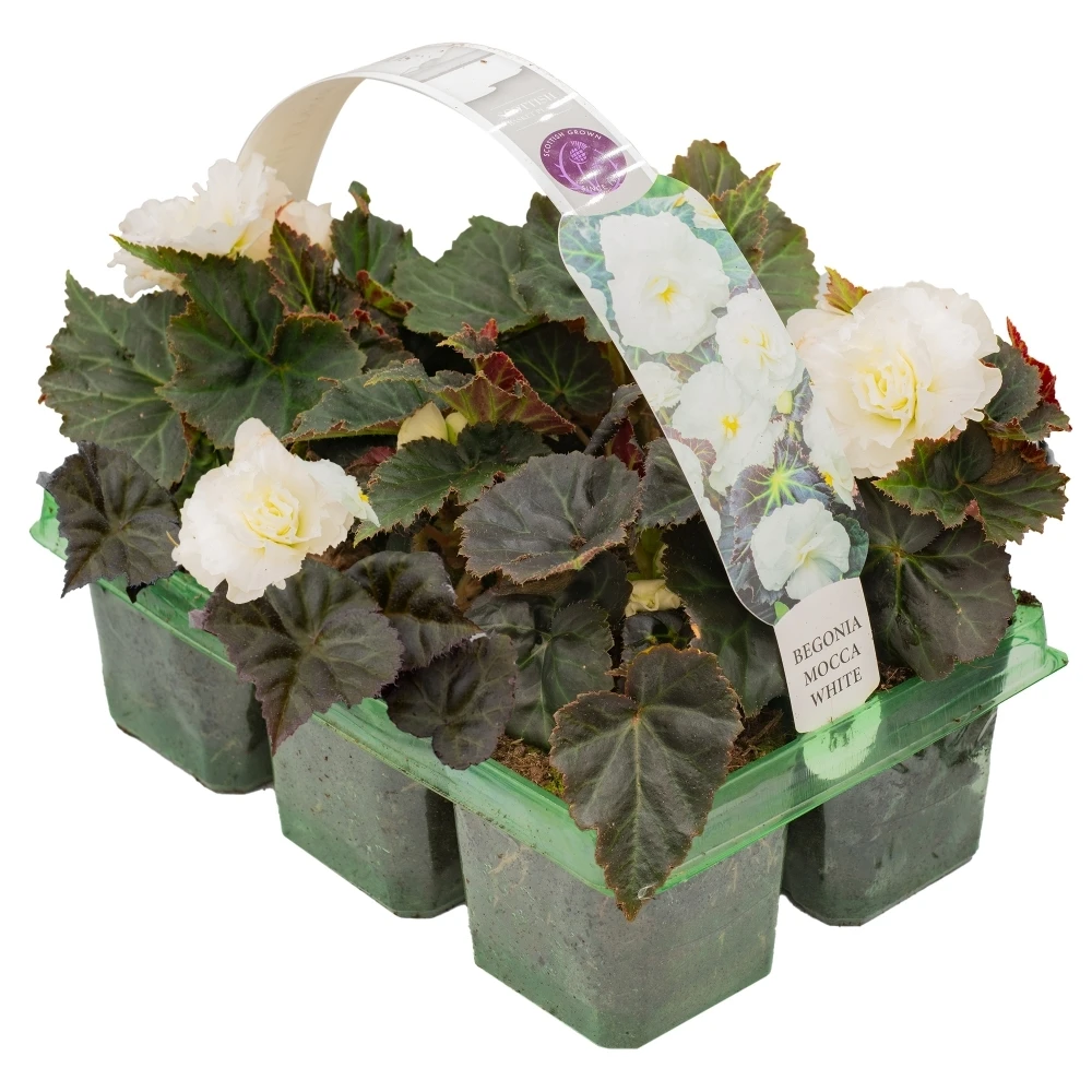 Basket Plants - Begonia Mocca White (6 Pack) 1 Basket Plants - Begonia Mocca White (6 Pack)