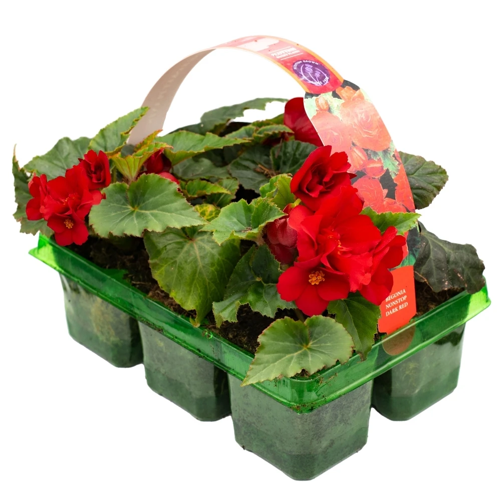Basket Plants - Begonia Non-Stop Dark Red (6 Pack) 1 Basket Plants - Begonia Non-Stop Dark Red (6 Pack)
