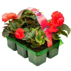 Basket Plants - Begonia Non-Stop Dark Rose (6 Pack)