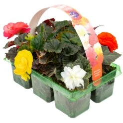 Basket Plants - Begonia Non-Stop Mixed (6 Pack)