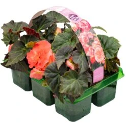 Basket Plants - Begonia Non-Stop Salmon Pink (6 Pack)