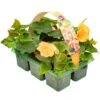 Basket Plants - Begonia Trailing Golden Picotee (6 Pack)