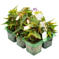 Basket Plants - Begonia Trailing White (6 Pack)