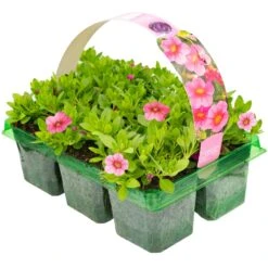 Basket Plants - Calibrachoa Coral (6 Pack)