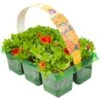 Basket Plants - Calibrachoa Deep Orange (6 Pack)