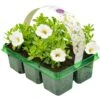 Basket Plants - Calibrachoa White (6 Pack)