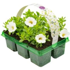 Basket Plants - Calibrachoa White (6 Pack)