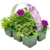 Basket Plants - Lavender Shades (6 Pack)