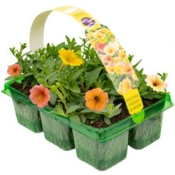 Basket Plants - Petunia Cascadian Indian Summer (6 Pack)