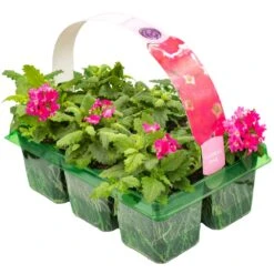 Basket Plants - Verbena Candy Pink (6 Pack)