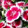 Bedding Plants - Dianthus Sweet William (6 Pack)