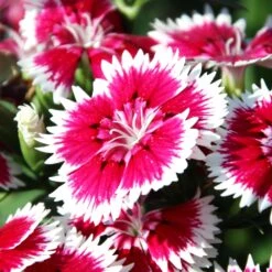 Bedding Plants - Dianthus Sweet William (6 Pack)