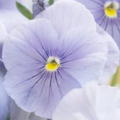 Bedding Plants - Pansy Azure Blue (6 Pack)