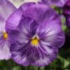 Bedding Plants - Pansy Lavender (6 Pack)