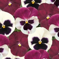 Bedding Plants - Pansy Raspberry Sundae (6 Pack)