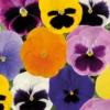 Bedding Plants - Pansy Spring Select Mix (6 Pack)