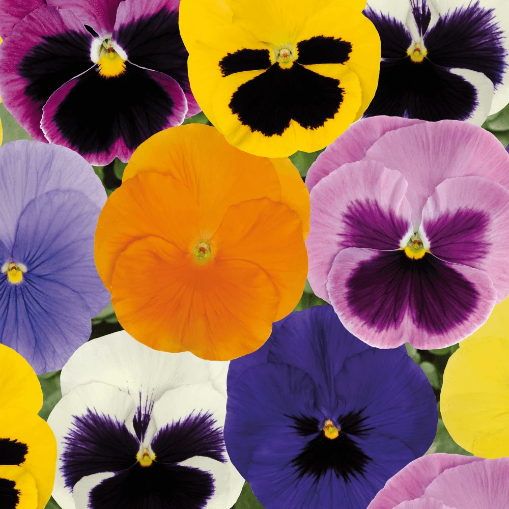 Bedding Plants - Pansy Spring Select Mix (6 Pack) 1 Bedding Plants - Pansy Spring Select Mix (6 Pack)