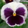 Bedding Plants - Pansy White Blotch (6 Pack)