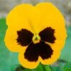Bedding Plants - Pansy Yellow Blotch (6 Pack)