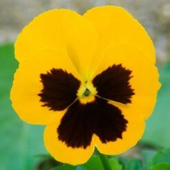 Bedding Plants - Pansy Yellow Blotch (6 Pack)