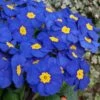 Bedding Plants - Polyanthus Blue (6 Pack)