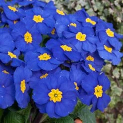 Bedding Plants - Polyanthus Blue (6 Pack)