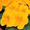 Bedding Plants - Polyanthus Orange (6 Pack)