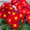 Bedding Plants - Polyanthus Red (6 Pack)
