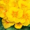 Bedding Plants - Polyanthus Yellow (6 Pack)