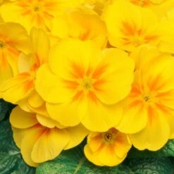Bedding Plants - Polyanthus Yellow (6 Pack)
