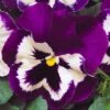 Bedding Plants - Purple And White (6 Pack)