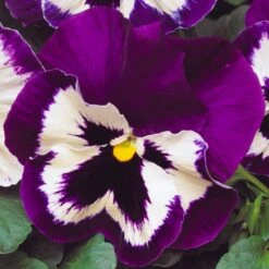 Bedding Plants - Purple And White (6 Pack)