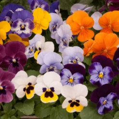 Bedding Plants - Viola Autumn Select Mix (6 Pack)
