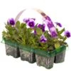 Bedding Plants - Viola Beaconsfield (6 Pack)